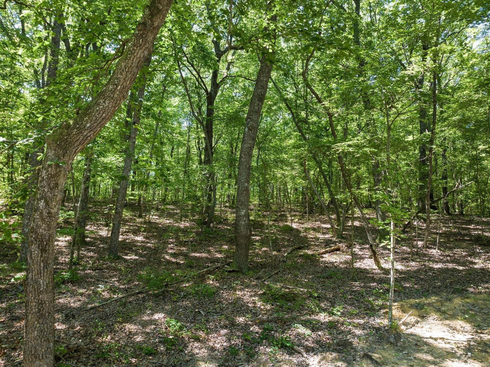 Coyote Cabin At Woodland Retreat At Desoto Beside Desoto State Park فورت باين المظهر الخارجي الصورة